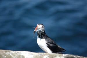 A puffin in Iceland with several fish in its beak