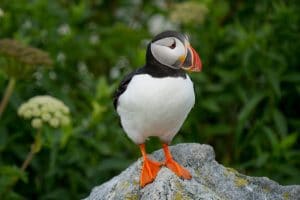 A solitary puffin standing on a rock in Iceland