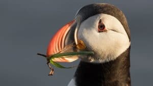 A close up of a puffins head in Iceland with a plant in its beak