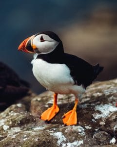 A puffin in Iceland standing on a rock