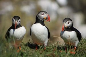 Three puffins standing in grass in Iceland
