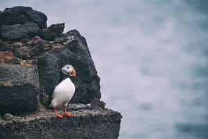 A puffin in Iceland standing on a cliff edge looking out to sea