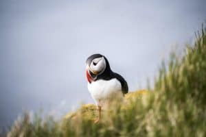 A solitary puffin standing amongst the grass on a cliff in Iceland