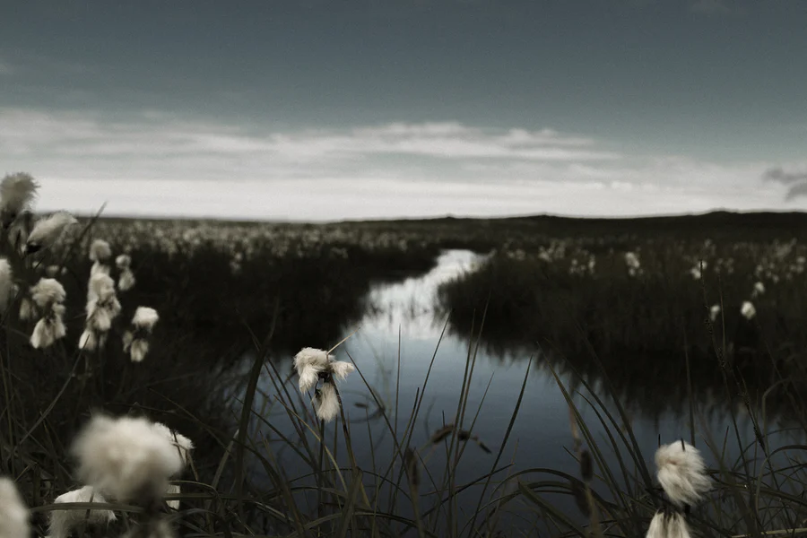 Cotton Grass plants growing in Iceland by a glacial river