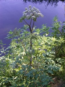 An Angelica plant growing in Iceland
