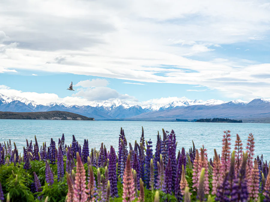 Lupine plants growing in Iceland on the bank of a fjord with snow-capped mountains in the distance