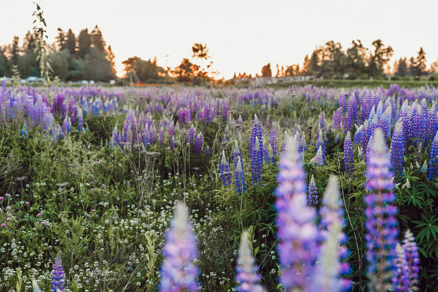 A field full of Lupine plants in Iceland during a sunrise