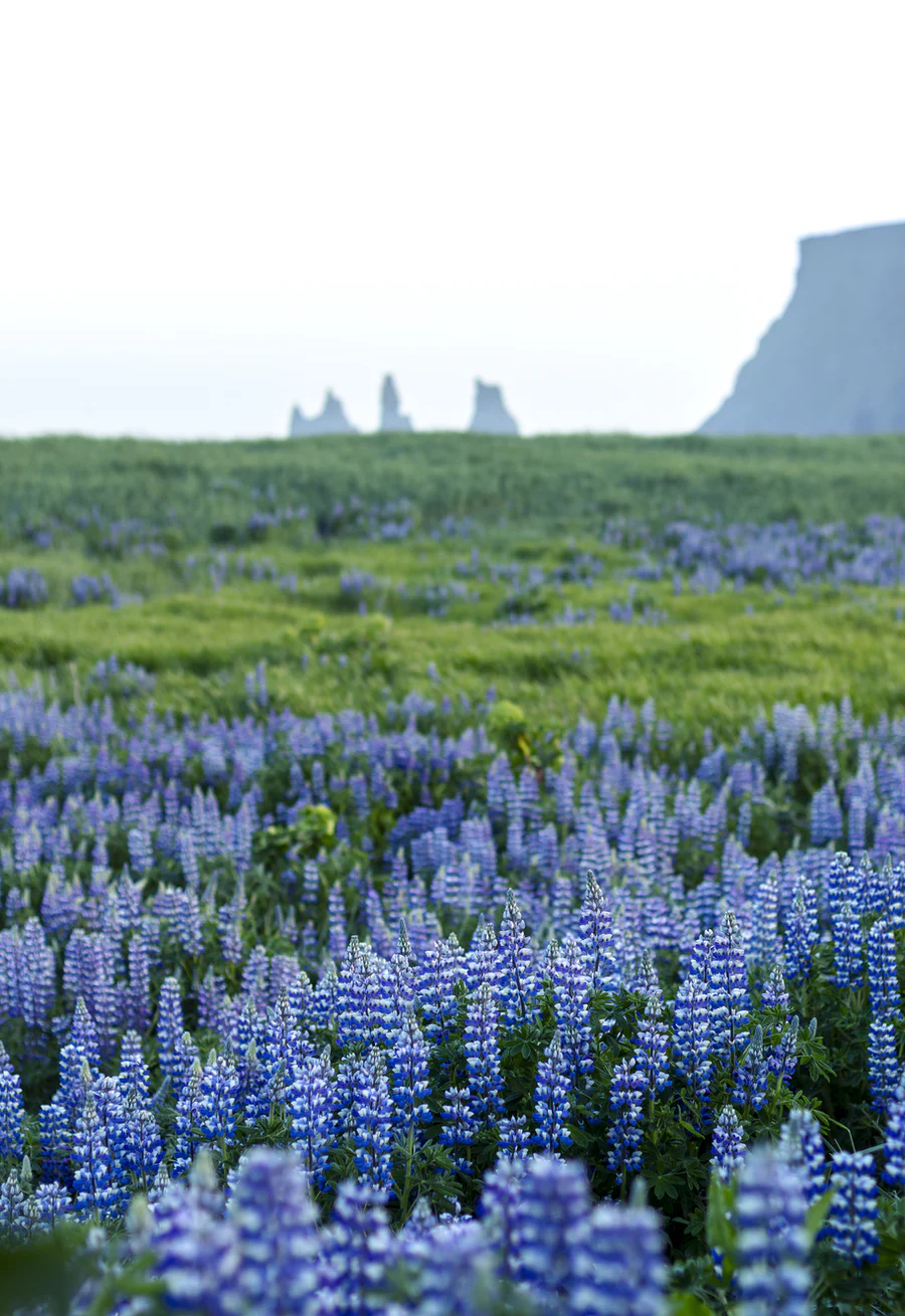 A field of Lupine plants near Vík in Iceland with the Reynisdrangar sea stacks in the background