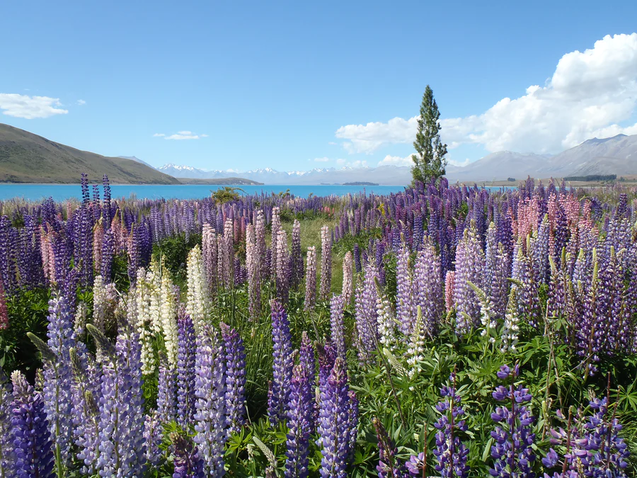 A field of purple Lupine plants in Iceland on a summers day by a fjord