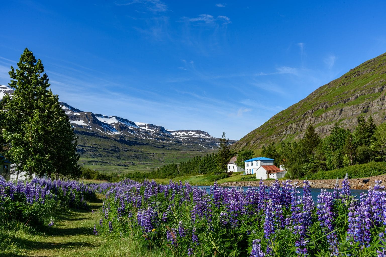 What You Need to Know About Lupine Flowers in Iceland