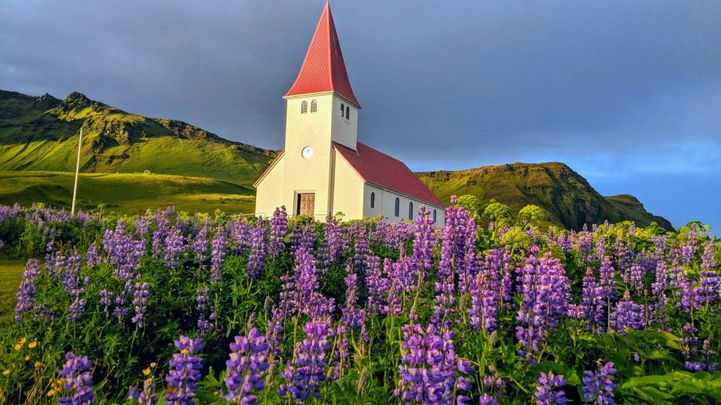 Lupines in Iceland in Vík