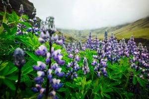 Arctic Lupine plants growing inn the Icelandic nature