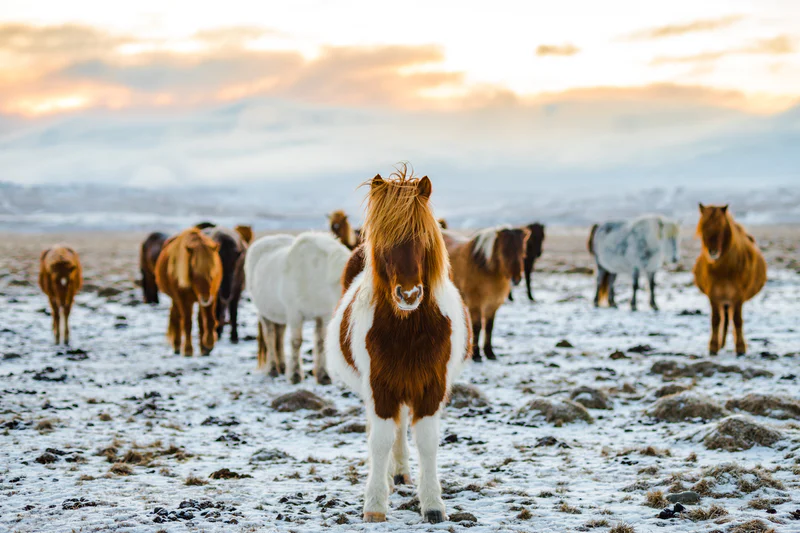A herd of Icelandic horses in the snow during a winter in Iceland