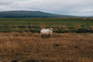 A sheep alone in the Icelandic countryside