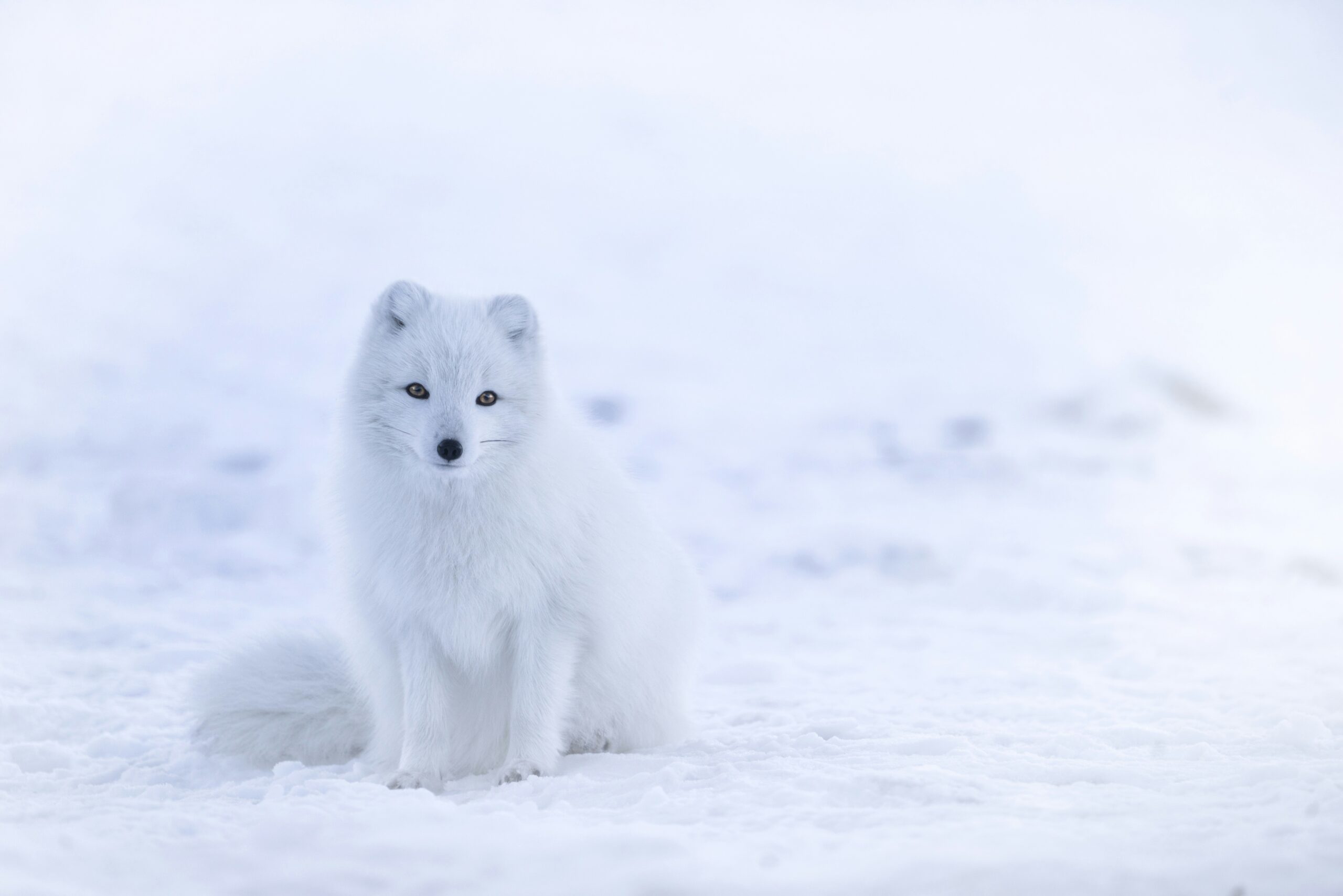 The Arctic Fox: Iceland's Only Native Land Mammal